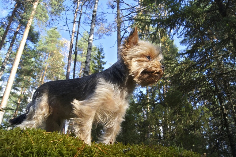 silky dog breed