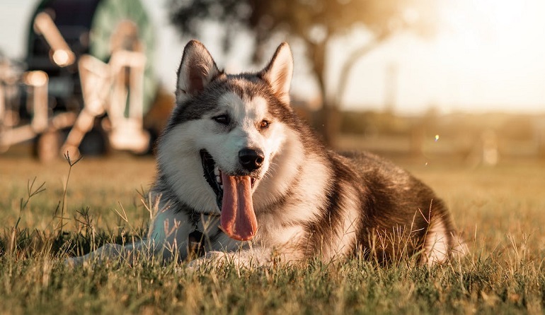 Alaskan Husky