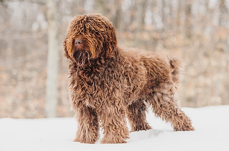 irish water spaniel puppy
