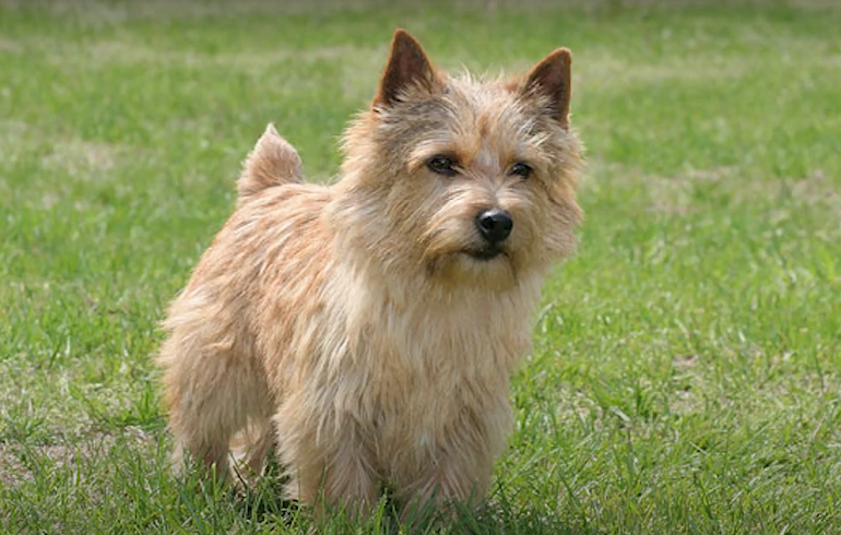 are norwich terriers jealous