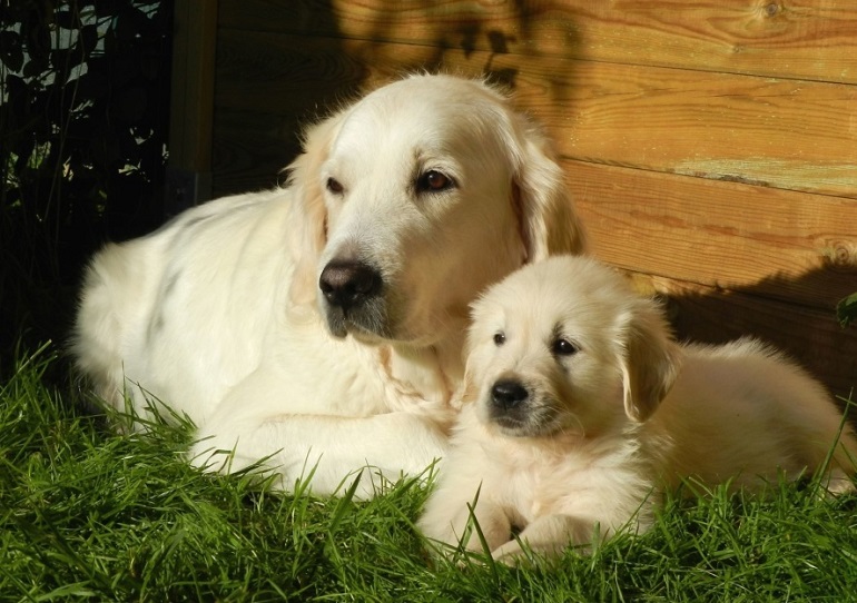 can a akbash and a labrador retriever be friends