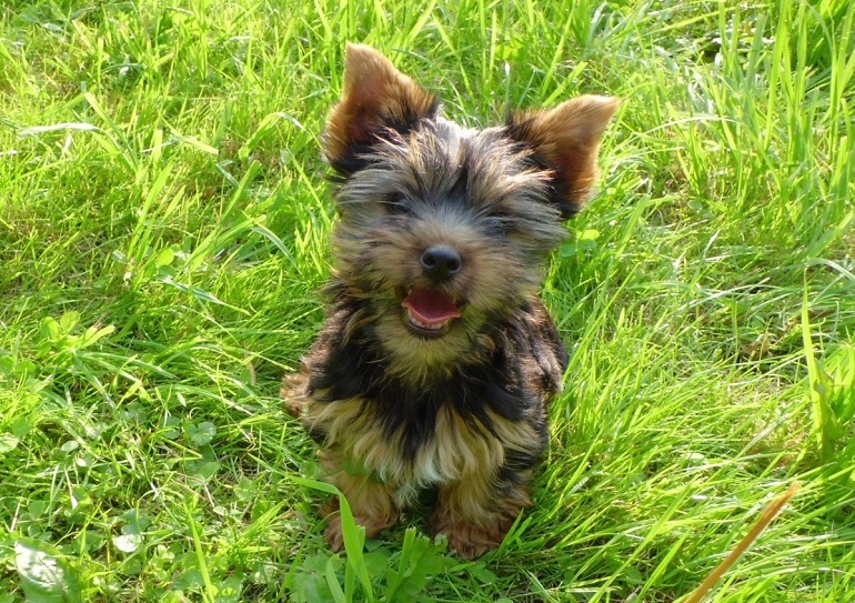 norfolk terrier puppy