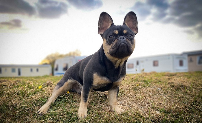 French Bulldog - Personality Traits And Breed Information