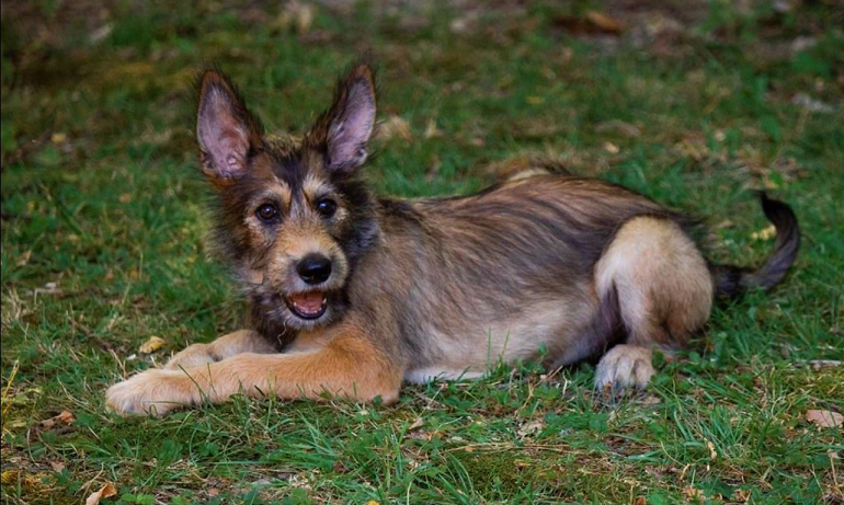 bergeron dog