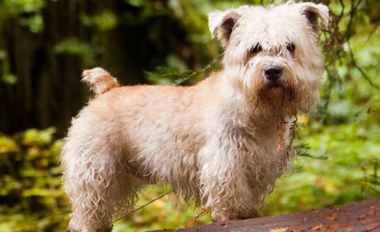 terrier grey