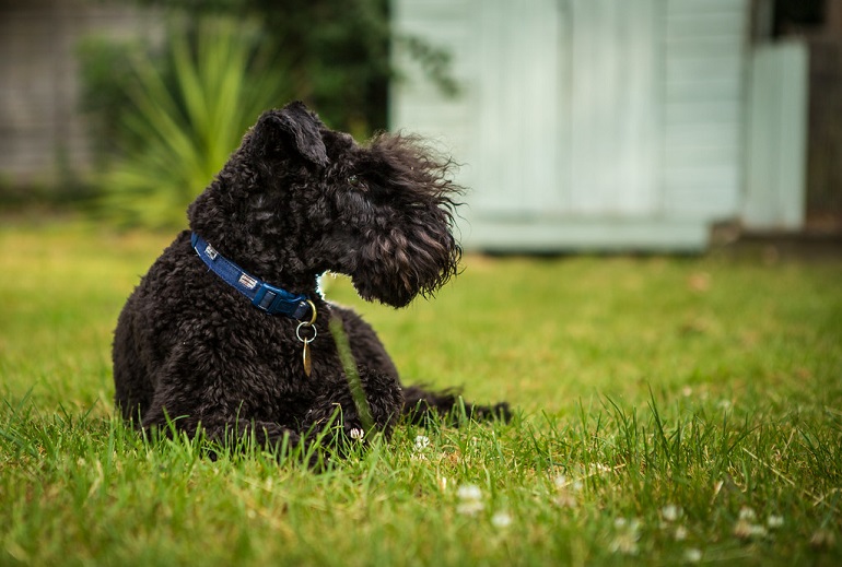 puppy kerry blue terrier