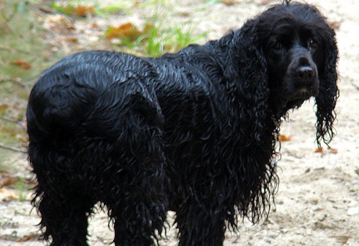 field cocker spaniel