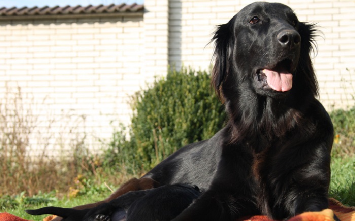 where are golden retrievers from