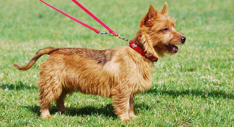 yorkie australian terrier mix