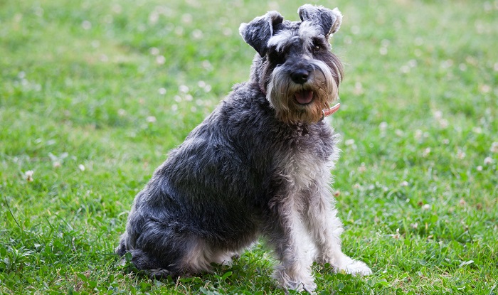 cesky terrier