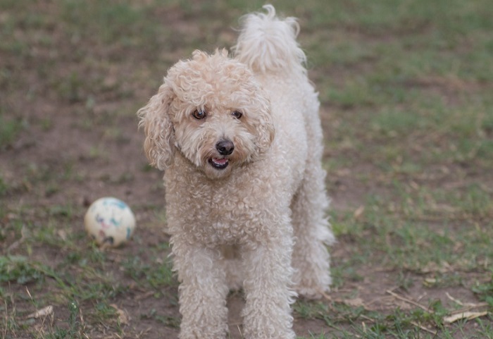 pumi dog breed