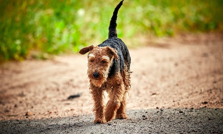 are welsh terriers friendly or dangerous to strangers