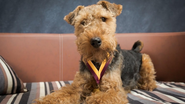 welsh terrier full grown