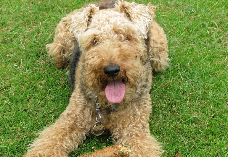 welsh terrier breed