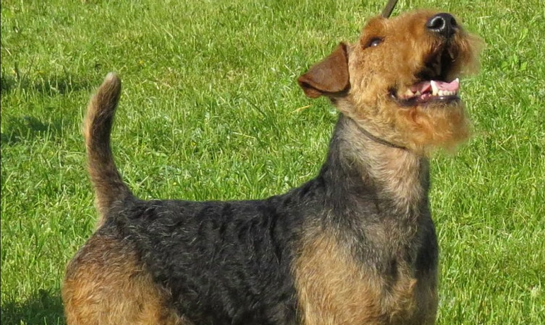 welsh terrier puppy