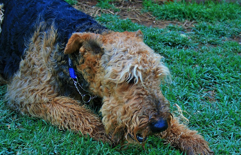 welsh terrier dog