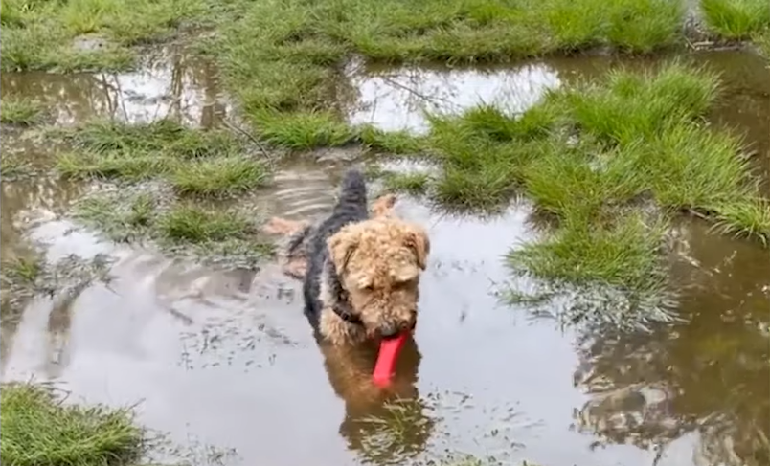 welsh terriers