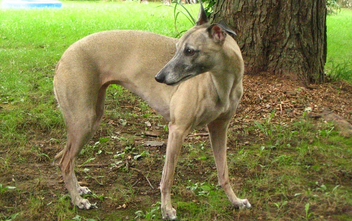 whippet dog breed