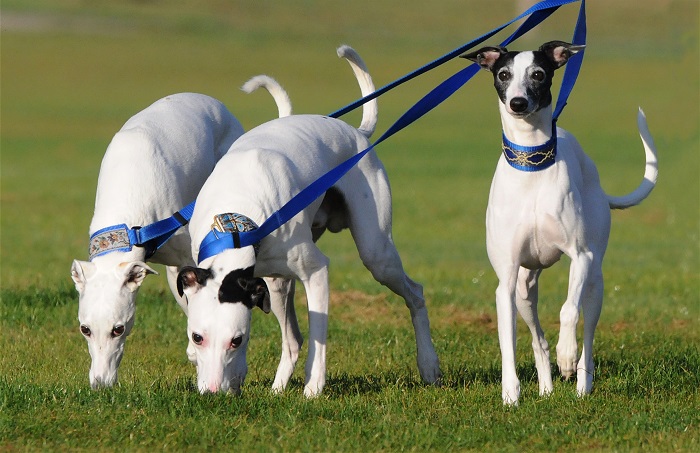 whippet dog