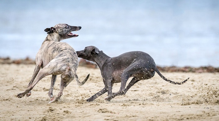 whippet puppies