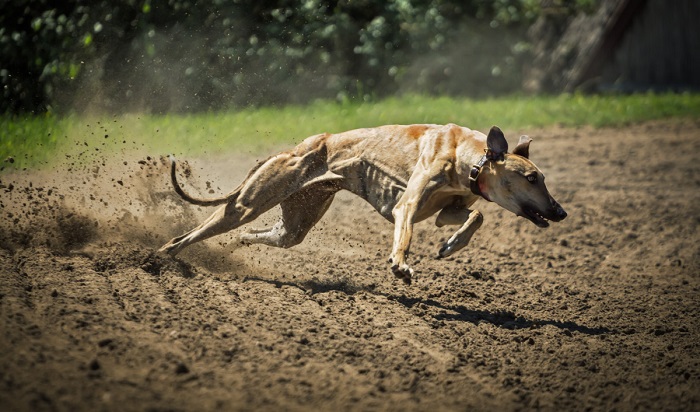 203 Lure Coursing