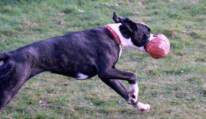 whippet dogs