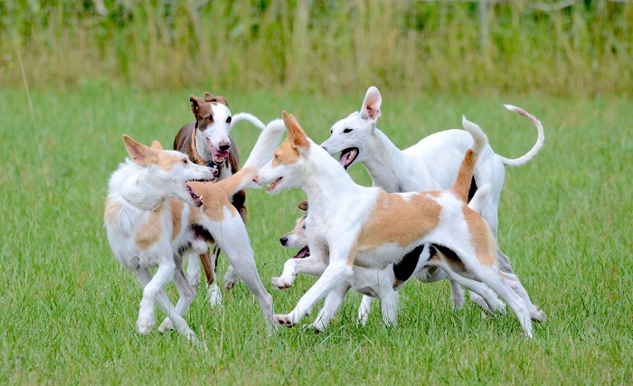 Whippet Dog breed 
