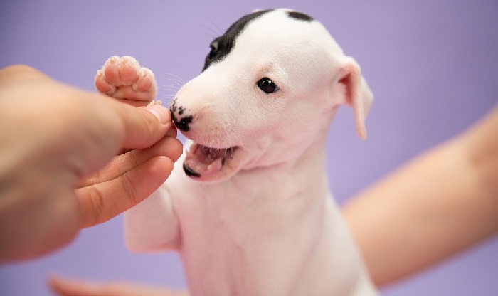 Whippet Dog personality