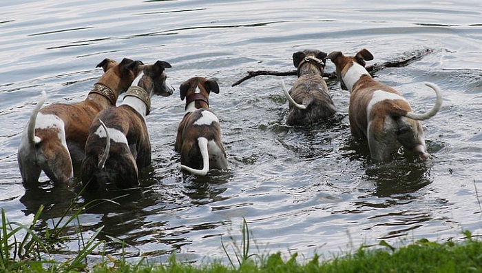 bully whippet