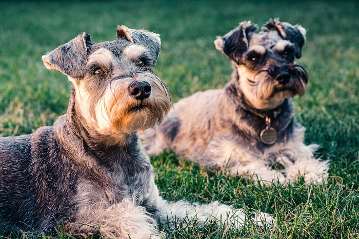 are miniature schnauzers intelligent dogs