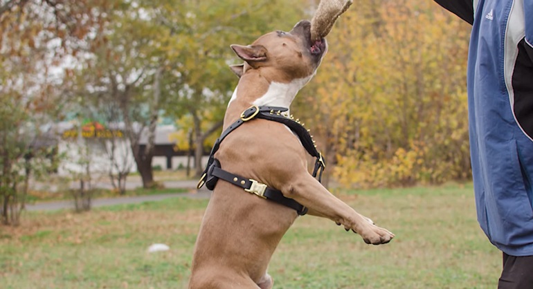 american staffordshire bull terrier