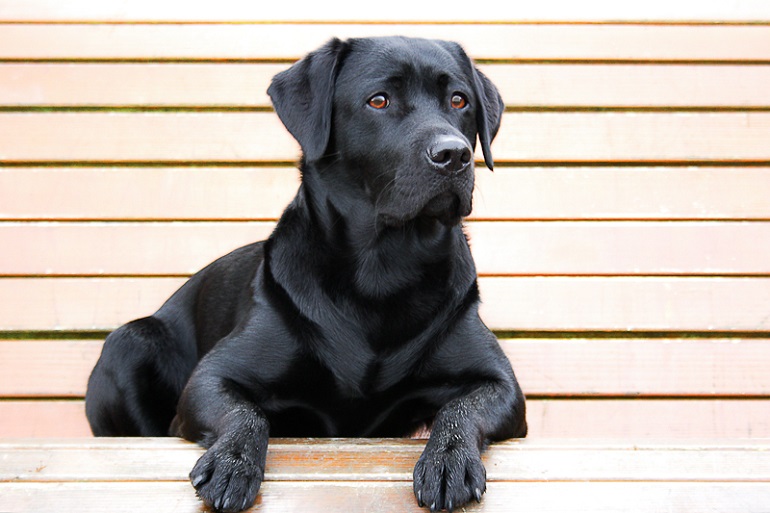 Black long haired outlet labrador retriever