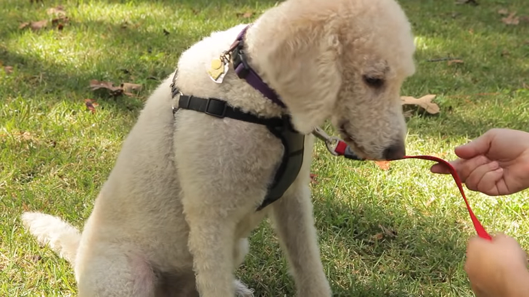 how does a dog harness go on