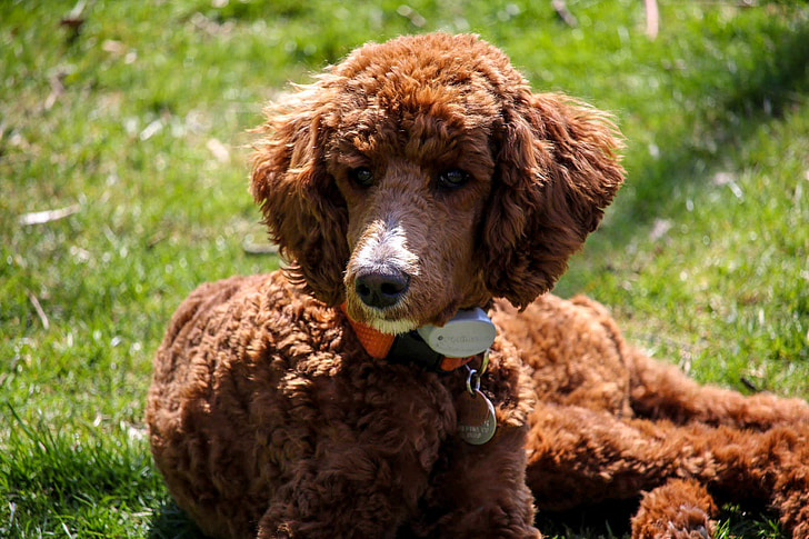 irish water spaniel rescue