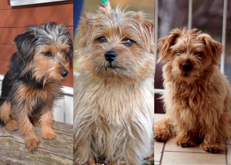 norfolk terrier shed