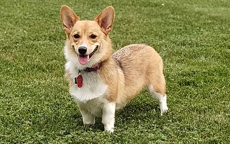 red and white corgi
