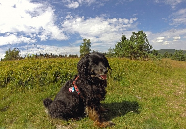 gordon setter for sale