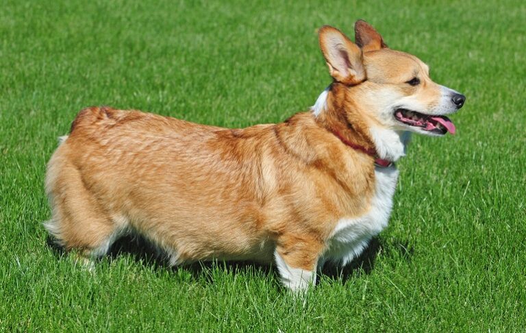 Pembroke Welsh Corgi Food A Nutritional Guide