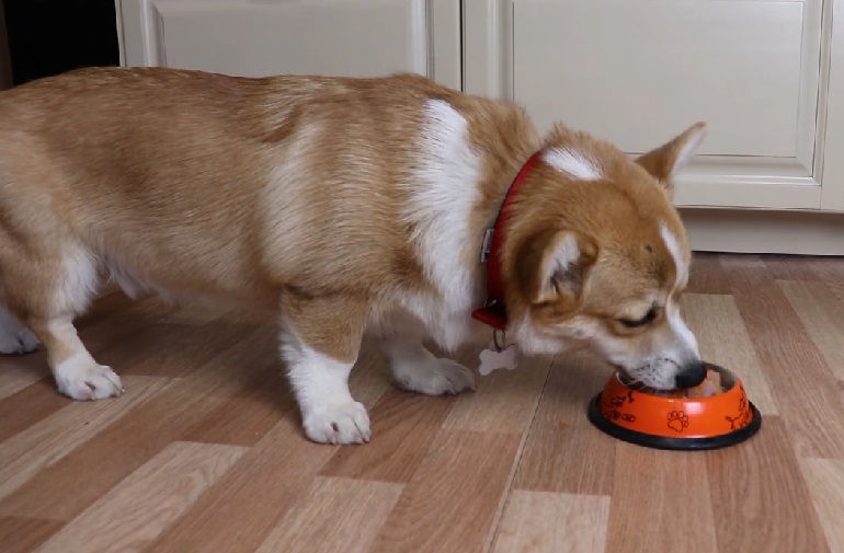 Corgi diet store