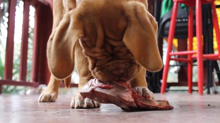 french mastiff puppy