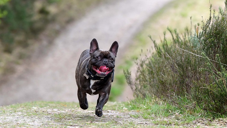 french bulldogs