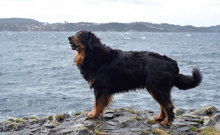 gordon setter english setter