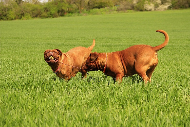 dogue de bordeaux puppy