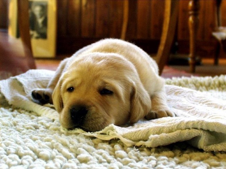 female labrador weight