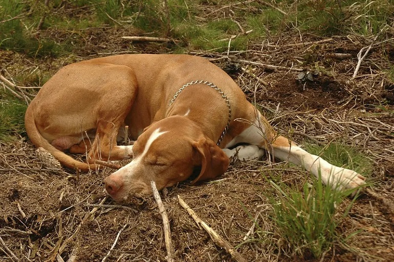 foxhound breed