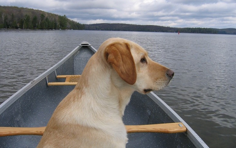 labrador dog breed