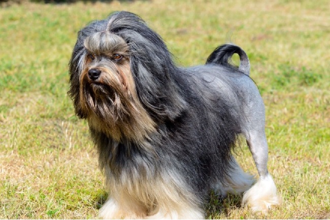 lowchen breed dog 