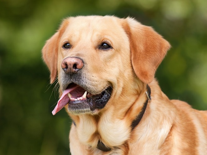 lavender retriever