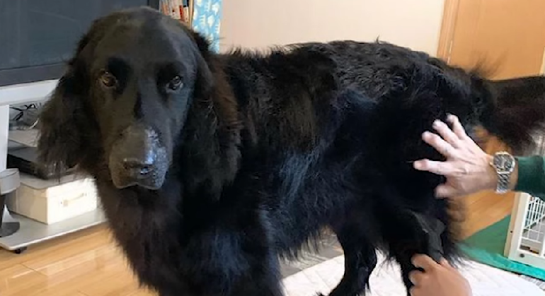 flat coat retriever