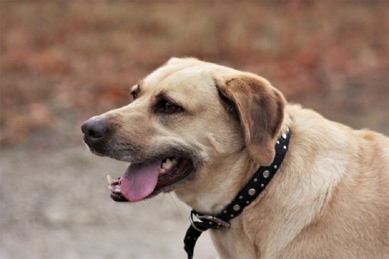 labrador retriever information